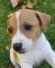 v �t��ata jack russell ..