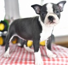 zdrav�, o�kovan� a od�erven� bostonsk� teri�r