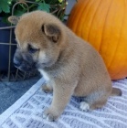 �t��ata shiba inu