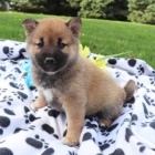 Rozko�n� miminka �t��ata shiba inu na prodej.