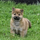 �t��ata shiba inu