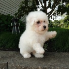 �t��ata Bichon frize jsou nyn� k dispozici a jsou p�ipravena k prodeji.