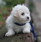 roztomil� a rozko�n� �t��ata Bichon frize jsou k dispozici a jsou p�ipravena k prodeji.