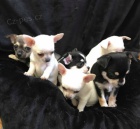 kr�sn� �ivava �t��ata. 