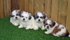 �t��at SHIH TZU