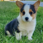 roztomil� fenka a pes Pembroke Welsh Corgi �t��ata �t��ata na prodej.