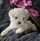 kr�sn� maltsk� �t���tka na prodej.