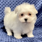 kr�sn� maltsk� �t���tka na prodej.