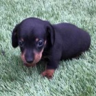 kr�sn� maltsk� �t���tka na prodej.