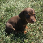 zdrav� kr�sn� fenky a �t��ata jezev��k� na prodej.