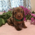 �t��ata jezev��k� na prodej.