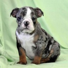 Anglick� buldok �t��ata pro p�ijet�