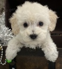 bichon poo na prodej.