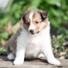 pes shetlandsk� ov��k na prodej.