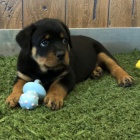 �t��ata rotvajler� na prodej