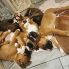 M�me milostn�, velmi hrav�, mu�sk� a �ensk� boxer �t��ata, kter� cht�j� d�t do miluj�c�ho domova.