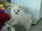 N�meck� �pic trpasli�� / pomeranian FCI