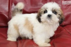 tenata shih-tzu