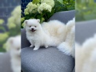 �t���tka Pomeranian- b�lo �ern� ~ Fene�ka