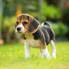 KRSN BEAGLE PIPRAVEN K PIJET.