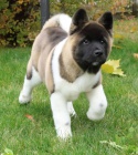 Americk akita tata k adopci