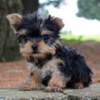 yorkie �t��ata na prodej.