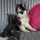 sibi�sk� husky �t��ata na prodej.