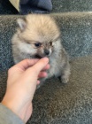 mini pomeransk� �t��ata na prodej.