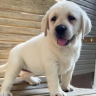 �t��ata labradorsk�ho retr�vra na prodej.