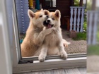 Kr�sn� �t��ata Akita Inu