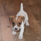 zdrav� �t��ata jack russell na prodej.