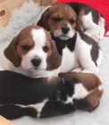 t��barevn� �t��ata beagle k dispozici a nyn� p�ipravena k prodeji.