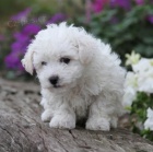 Bichon frize �t��ata