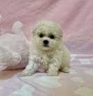 Bichon frize �t��ata na prodej.