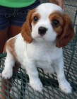 Cavalier King Charles k dispozici *))