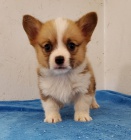 Welsh Corgi Pembroke �t��ata
