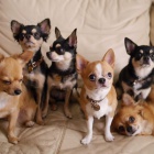 �t��ata �ivavy 