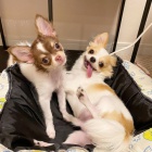 �t��ata �ivavy 