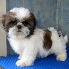 �t��ata Shih Tzu p�ipravena