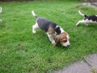�t��ata Beagle p�ipravena