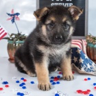 zdrav� n�meck� ov��k