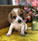 n�dhern�, zdrav� a o�kovan� �t��ata jezev��k� na prodej