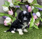 Havansk� roztomil� �t���tka na prodej.