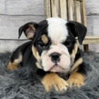 Velkolep� �t��ata anglick�ho buldoka na prodej.