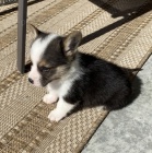 mini Pembroke Welsh Corgi Puppies �t��ata na prodej.