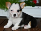 tata Welsh Corgi Pembroke na prodej.