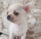 �t��ata ��lk� �aje na prodej.