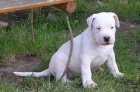 DOGO ARGENTINO �T��ATA