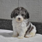 Jemn� miniaturn� pudl�ky