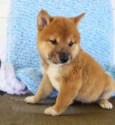 Shiba inu KR�SN� �t���tka na prodej